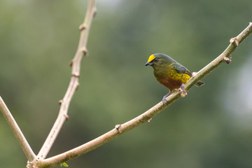 Olive-backed Euphonia (Euphonia gouldi) resting on a branch