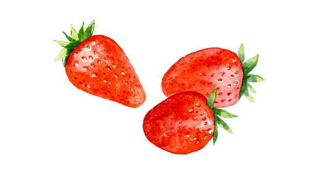 Hand drawn watercolor painting strawberry on white background