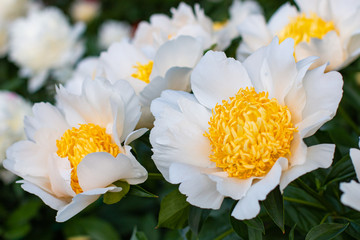 Heads of big fresh white and yellow "sunny side up" peonies in the flower bed