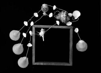 White shells on black background
