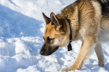 dog portrait on snow background, pet from the shelter