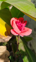 red rose flower in the garden
