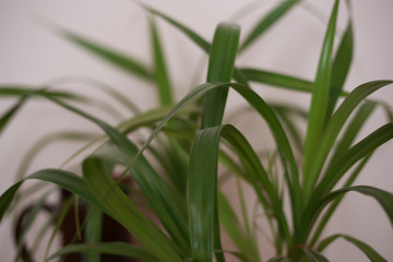 houseplant at home in a pot on the windowsill