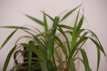 houseplant at home in a pot on the windowsill