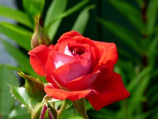 red rose in garden