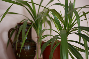 houseplant at home in a pot on the windowsill