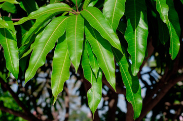 Green mango leaves arranged on their branches