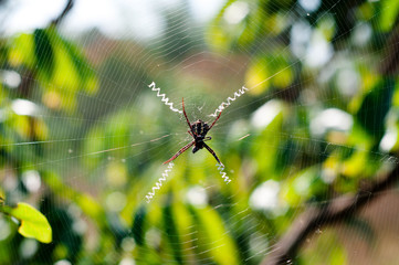 Spiders trap insects for food.