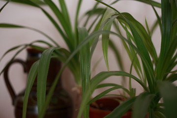houseplant at home in a pot on the windowsill