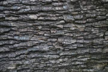 Old wood tree Texture background.