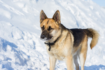 dog portrait on snow background, pet from the shelter