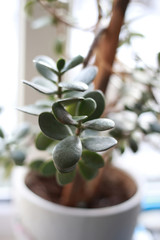 houseplant at home in a pot on the windowsill