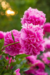 Head of fresh big pink peony and the colorful sunny flowerbed on the background