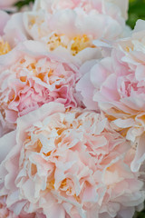 Close up of fresh pastel white and soft pink and yellow big peonies