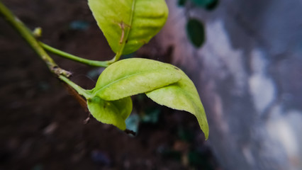 leaves of tree