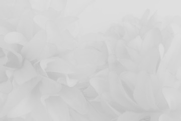 Beautiful abstract color white flowers on white background and white flower frame and orange leaves background texture, flowers banner, pink background