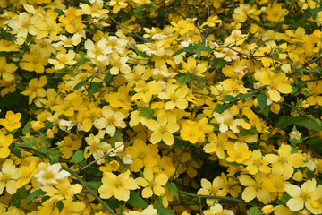 Obraz premium Kerria japonica jaune au printemps au jardin