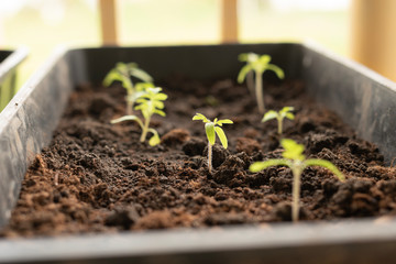 Tomato seedling in greenhouse. Agriculture concept. Selective focus. Copy space