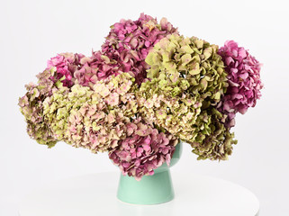 Beautiful hydrangea