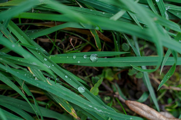 brin herbe et gouttes de pluie