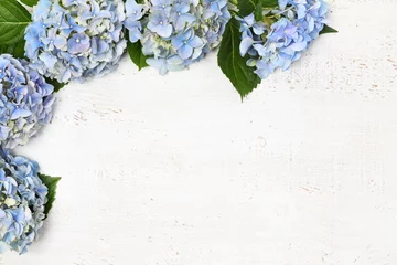 Keuken spatwand met foto Mooie blauwe hortensia © Anna Khomulo