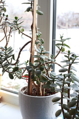 houseplant at home in a pot on the windowsill