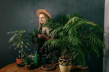 woman caring for home plants. changes the soil, cleans dust from leaves, fertilizes the soil.
