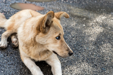 A large  yellow Georgian shepherd dog with white eyes lies and watches the herd in Svaneti in the mountainous part of Georgia