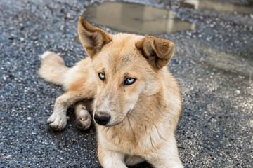 A large  yellow Georgian shepherd dog with white eyes lies and watches the herd in Svaneti in the mountainous part of Georgia