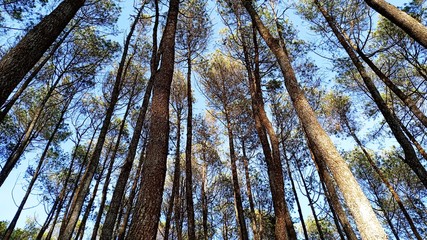 natural view of the hill on the cikuray mountain