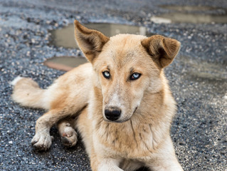 A large  yellow Georgian shepherd dog with white eyes lies and watches the herd in Svaneti in the mountainous part of Georgia