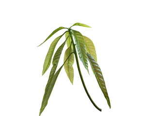  young shoots leaves of mango tree with whitebackground with cliping path