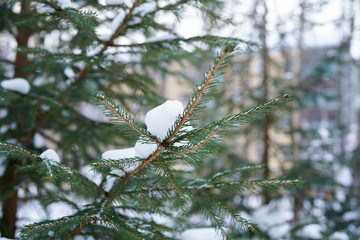 Fir branches with snow in winter forest and building background. Nature, Christmas, New Year concept. Close-up