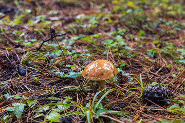 Young  oily mushroom makes its way through the grass in the forest after rain in the mountainous part of Georgia in rainy weather