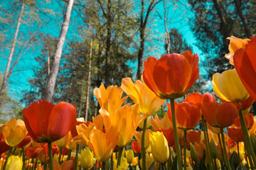 Tulip Garden