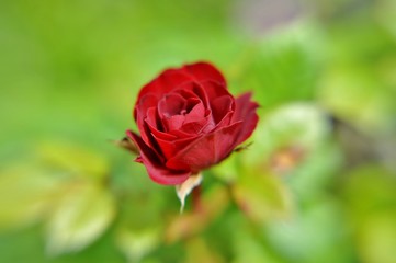 red rose in garden