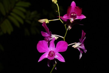 Purple orchids that are blooming at night