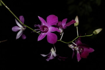 Fototapeta na wymiar Purple orchids that are blooming at night