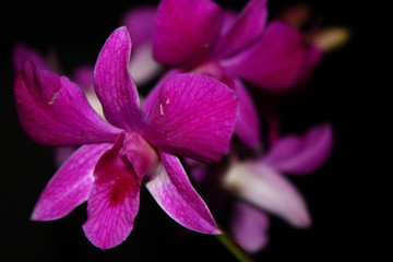 Purple orchids that are blooming at night