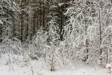 Snow covered bushes and pines of wild forest on winter day