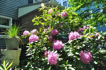 Backyard Rhododendrons