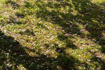 Petals of apple tree flowers covered young grass in spring