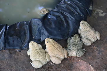 Image of frogs in the farm.
