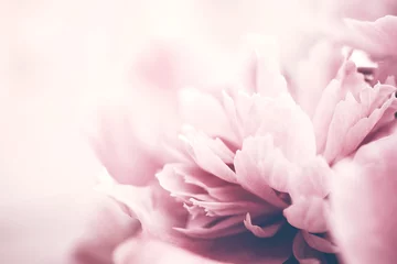 Rollo Pfingstrosen Closeup of pink peony flower, delicate background, soft focus.