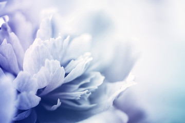 Closeup of peony flower, blue toned, delicate background, soft focus.