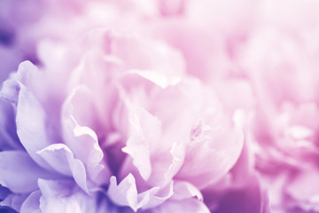 Closeup of pink peony flower, delicate background, soft focus.