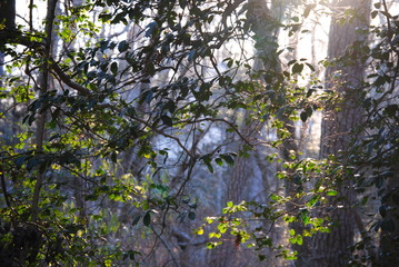 morning forest sunshine