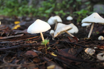 The sight of a white mushroom shaped like an umbrella in the garden