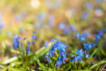 Spring and easter background with snowdrops rising from the ground. First spring flowers blooming in a sunny day. Shallow depth of field. Blurred. Space for text