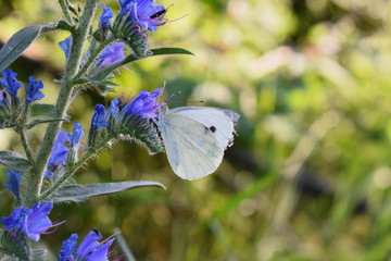 butterfly on flower